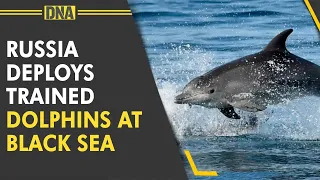 Russia uses military dolphins in Black Sea amid Ukraine war: Report