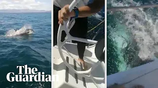 Orcas damage Spanish naval yacht: 'It broke the rudder!'