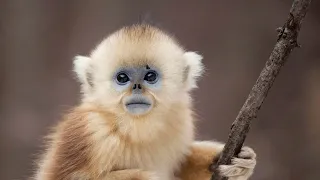 The Monkey With Blue Skin and No Nose | Seven Worlds, One Planet | BBC Earth