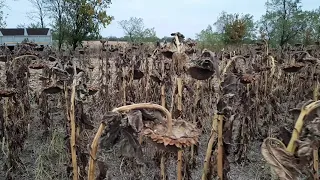 Оголошення переможців і завершення  косити соняшник.