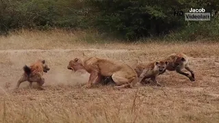 LEOPARD vs PYTHON Real Fight ►► Snake Lion Hyena Elephant Crocodile Grizzly Bear Wild Wolf Giraffe