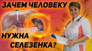 💊 Селезенка Значение и функции селезенки человека Тревожные сигналы о том что нужно лечить СЕЛЕЗЕНКУ