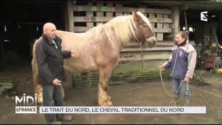 ANIMAUX : Le trait du nord, le cheval traditionnel du nord