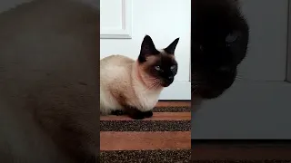 Siamese Cat Cucu - Let me in