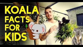 Koala Facts For Kids | Aussie Animal Facts | Cute Koala