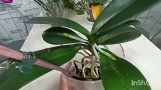 Орхидея Леко Фантастик в открытой системе