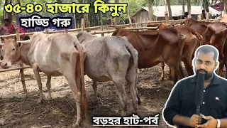 ৩৫ থেকে ৪০ হাজারের মধ্যে হাড্ডি গরু কিনুন কোরবানির জন্য। বোয়ালিয়া হাট পর্ব। krishi message bd.