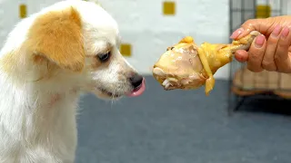 Dog Reviews Food With Cute Puppy