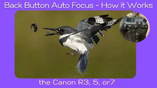 Back Button Auto Focus -  How it Works on Canon R7, R5 and R3