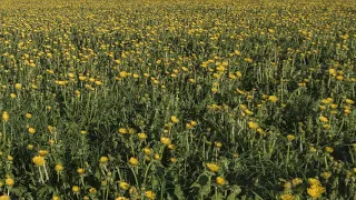 Flower Background Video : Effects HD Dandelion Meadow Bloom Blossom 4K Video