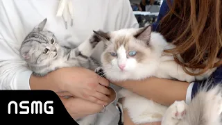 [BTS] Falling Into Your Smile 你微笑时很美 | Furry Friends Special ft Da Bing 大饼, Xiao Cong 小葱, Ah Mao 阿毛🐾