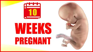 10 Weeks Pregnant – Symptoms and Baby Movement | Pregnancy Baby Size and Belly What to Expect