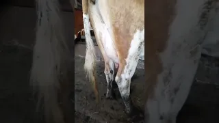 Травма вымени у коров. Последствия ушиба вымени.
