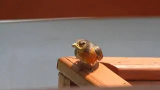 American Robin Nest