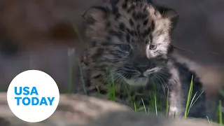 Twin Amur leopard cubs born at San Diego Zoo | USA TODAY