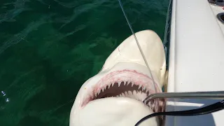 BLACKTIP SHARK | Catch Clean and Cook Marathon Fl. | The Florida Keys!