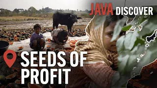 Seeds: Half the Nutrients & Double the Price? | Seeds of Profit: Food Investigation Documentary