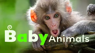 Forest Babies | Baby Animals in the Wild | Season 1 Episode 1