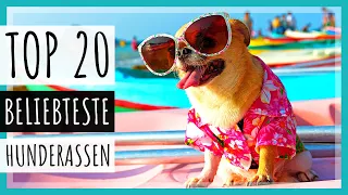 Top 20 beliebteste Hunderassen weltweit [2023]