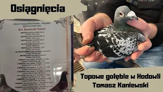 Osiągnięcia i prezentacja topowych gołębi w Hodowli Tomasz Kaniewski | 0459 Wrocław-Długołęka