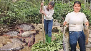 Cô gái ngăn  dòng suối , giã lá cây xuống nước  để cho cá thiếu oxy  bắt hết đàn cá.