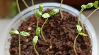 How to germinate vinca/sadabahar/periwinkle/nayantara seeds
