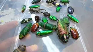 Amazing Jewel Beetles!