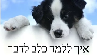 אילוף כלבים | איך ללמד גור לדבר?? | אילוף גורים | כלב מדבר ? ! - טל שלוש מאלף מומחה