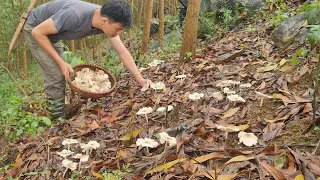 Robert picked a lot of mushrooms after the rain, Survival Instinct, Wilderness Alone (ep164)