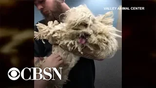 Neglected poodle gets a makeover