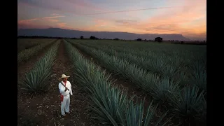 Amar a México a través de Jalisco