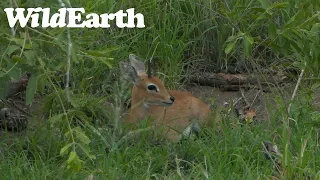 WildEarth - Sunset Safari - 19 Nov 2022