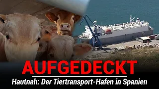 Hautnah: Tierleid am Tiertransport-Hafen!
