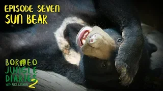 Sun Bears: Studying the World's Smallest Bear | Borneo Jungle Diaries (S02E07) | SZtv