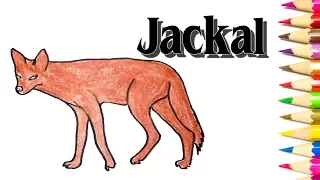 How to Draw a Jackal - SLD