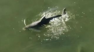 Shark Chasing A Dolphin. It's a Misconception That Sharks are Afraid of Dolphins