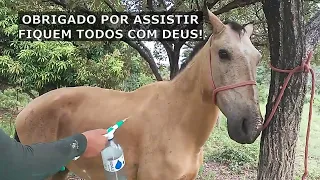 TRATANDO OS CARRAPATOS DO CAVALO