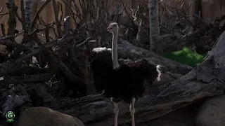 Ostrich Calm music HD 720p 1