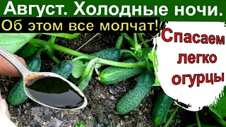 Август Огурцы и холодные ночи. 1 Ложка на ведро воды и Огурцы  будете собирать ведрами до Зимы!