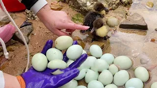 Duck eggs&Catch the sea with a nest of duck eggs and 2 sea ducks!