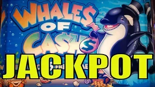 ★JACKPOT !! THAT WHY I LOVE THIS GAME★WHALES OF CASH (Aristocrat) Slot $3.75 Bet/HANDPAY☆Pechanga☆彡