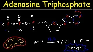 ATP - Adenosine Triphosphate - Cell Energy