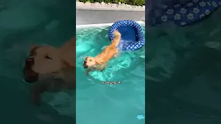Golden Retriever Uses His Mom's Raft To Save His Ball From Pool | The Dodo