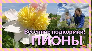 Уход за пионами весной / Сад Ворошиловой