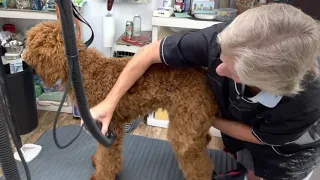 Precious the Standard Poodle’s First Groom