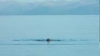 Последнее купание в Байкале в этом сезоне