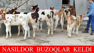 DASTAFKASI BOR SIMMENTAL NEMIS BUZOQLARI K😲🏃📞 +998 97-141-94-19