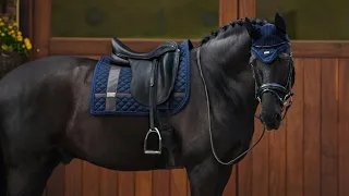 ~ Equestrian Sport ~ Dressage ~ Showjumping ~ Конный спорт ~ Выездка ~ Конкур ~ Яд ~