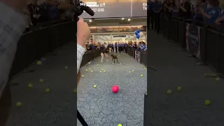 Retiring sniffer dog showered with toys