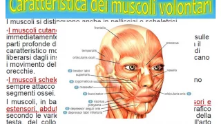 Cap  13 L'apparato muscolare parte prima i muscoli e la contrazione muscolare